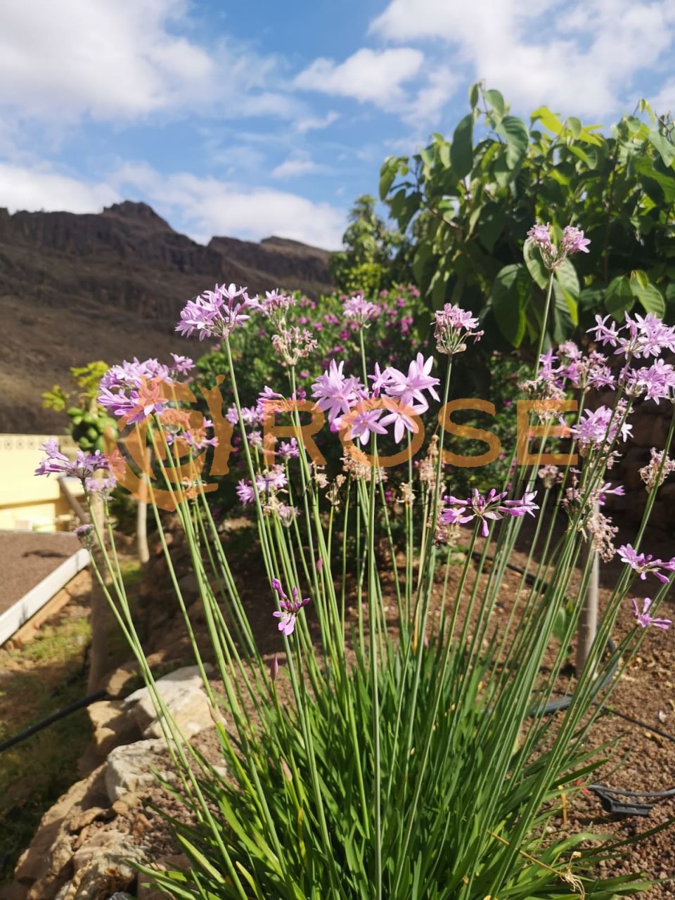 U Finca im Ayagaures Tal zu verkaufen